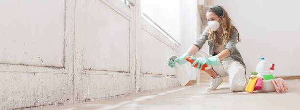 Best Basement Mold Removal  in Renova, MS